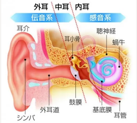 骨伝導補聴器がご高齢者様に不向きな理由